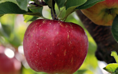 El fruit de l’arbre de l’Edèn era una poma?