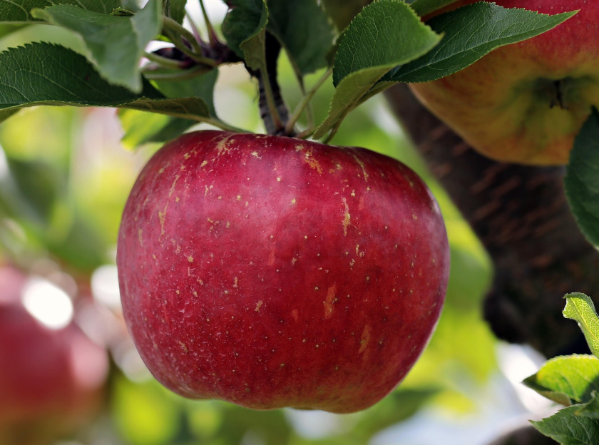 El fruit de l’arbre de l’Edèn era una poma?